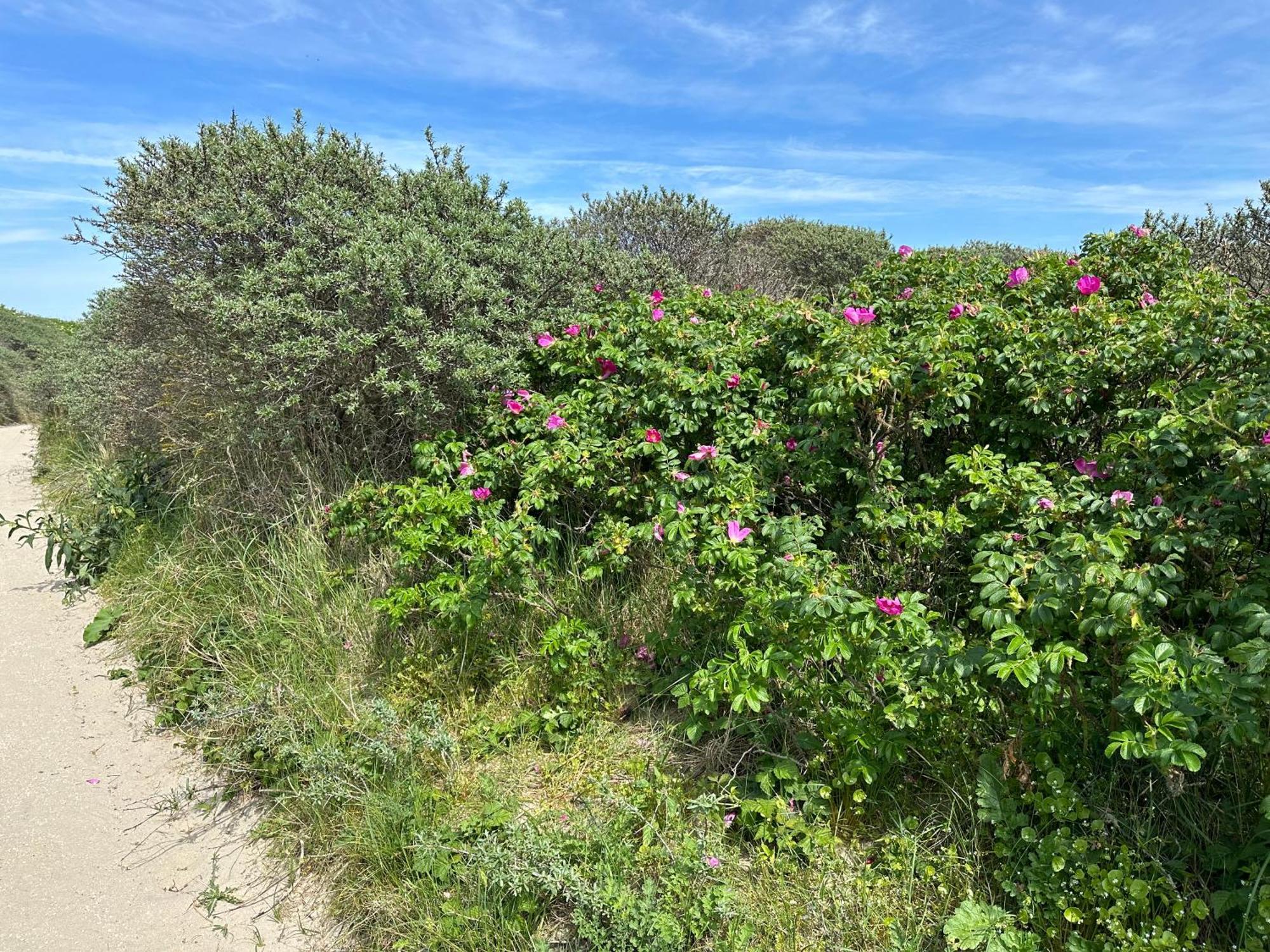 Luxury In Quiet Neighbourhood Near *